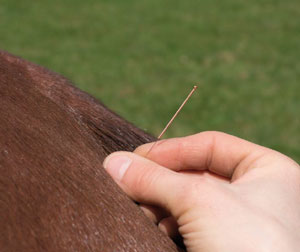 Akupunktur Pferd